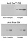 Anti-Tyrosine Hydroxylase (Ser40) Antibody