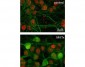 Anti-ERK/MAPK (Thr202/Tyr204) Antibody