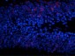 Anti-ERK/MAPK (Thr202/Tyr204) Antibody