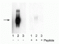 Anti-Interferon-α Receptor, Type I, Subunit I (Ser535,539) Antibody