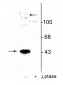 Anti-MEK1 (Thr386) Antibody