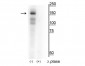 Anti-MerTK (Tyr749/753/754) Antibody