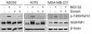 Anti-p62 (Thr269, Ser272) Antibody