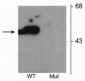 Anti-Parkin (Ser101) Antibody