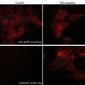 Anti-p38α MAP Kinase (C-terminal) M138 Antibody