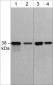 Anti-p38α MAP Kinase (C-terminal) Antibody