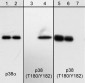 Anti-p38α MAP Kinase (C-terminal) M138 Antibody