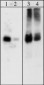 Anti-Paxillin (C-terminal) Antibody