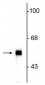 Anti-Peripherin Antibody