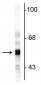 Anti-Peripherin Antibody