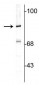 Anti-Rabphilin 3A Antibody