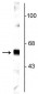 Anti-Synaptotagmin 1 Antibody