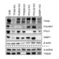 Anti-TFAM (Transcription Factor A, mitochondrial) Antibody