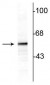 Anti-Tyrosine Hydroxylase Antibody