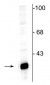 Anti-DARPP-32 Antibody