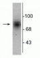 Anti-Dopamine Transporter, C-Terminus Antibody