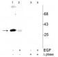 Anti-cdc2 (Tyr15) Antibody