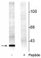 Anti-14-3-3 (Ser58) Antibody