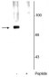 Anti-Synapsin (Ser62,67) Antibody