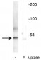 Anti-Polo-Like Kinase (Thr210) Antibody