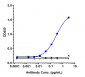 Anti-Endoglin / CD105 Reference Antibody (carotuximab-MMAE)