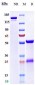 Anti-Spike RBD Reference Antibody (Sotrovimab)