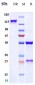 Anti-Spike RBD Reference Antibody (Imdevimab)