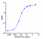 Anti-Spike RBD Reference Antibody (Imdevimab)