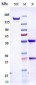 Anti-Spike RBD Reference Antibody (Etesevimab)