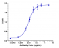 Anti-Spike RBD Reference Antibody (Etesevimab)