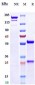 Anti-Spike RBD Reference Antibody (Regdanvimab)