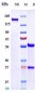 Anti-Spike RBD Reference Antibody (Cilgavimab)