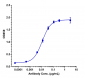 Anti-Spike RBD Reference Antibody (Cilgavimab)