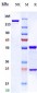Anti-Spike RBD Reference Antibody (Casirivimab)
