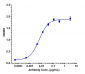 Anti-Spike RBD Reference Antibody (Casirivimab)