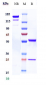 Anti-ACVR2B Reference Antibody (bimagrumab)