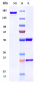 Anti-Amyloid Beta Reference Antibody (gantenerumab)