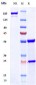 Anti-Amyloid Beta Reference Antibody (lecanemab)