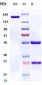 Anti-B7-H2 / ICOSL / CD275 Reference Antibody (prezalumab)