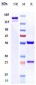 Anti-CALCRL / CGRPR Reference Antibody (erenumab)