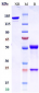 Anti-CLDN6 Reference Antibody (AB3-7)