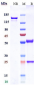 Anti-CLDN6 Reference Antibody (DS-9606a)