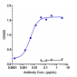 Anti-CLDN6 Reference Antibody (DS-9606a)