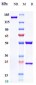 Anti-HGFR / c-Met Reference Antibody (emibetuzumab)