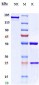 Anti-CCN2 / CTGF Reference Antibody (pamrevlumab)