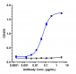 Anti-CTLA-4 / CD152  Reference Antibody (Antitope patent anti-CTLA4)