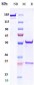 Anti-CDH1 / E-cadherin / CD324 Reference Antibody (Stem Centrx patent anti-Cadherin-1)