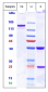 Anti-ADAM9 Reference Antibody (Imgc936)