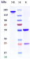 Anti-CDH6 / K-Cadherin Reference Antibody (HKT288)