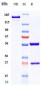 Anti-TNFRSF10B / TRAILR2 / CD262 Reference Antibody (conatumumab)